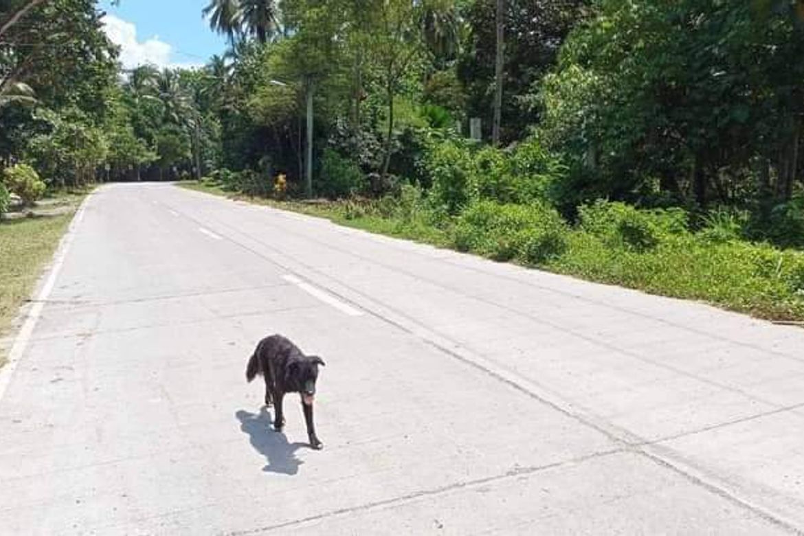 Land for Sale in Tibungco, Davao City, Davao del Sur – photo 2