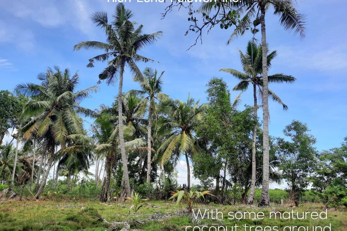 Land for Sale in Tigman, Aborlan, Palawan – photo 2
