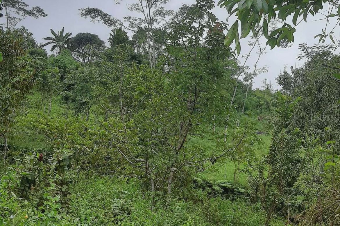 Land for Sale in Tikalaan, Talakag, Bukidnon – photo 5