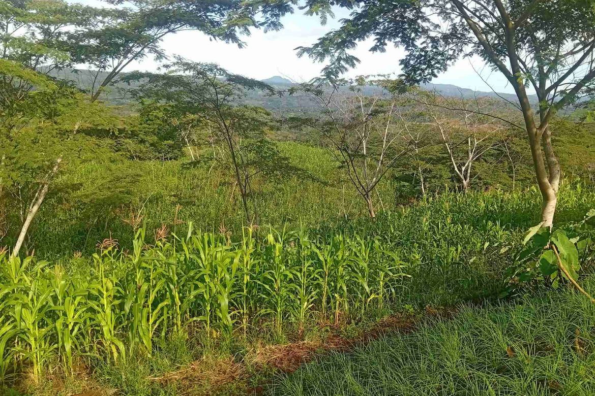 Land for Sale in Tikalaan, Talakag, Bukidnon – photo 2