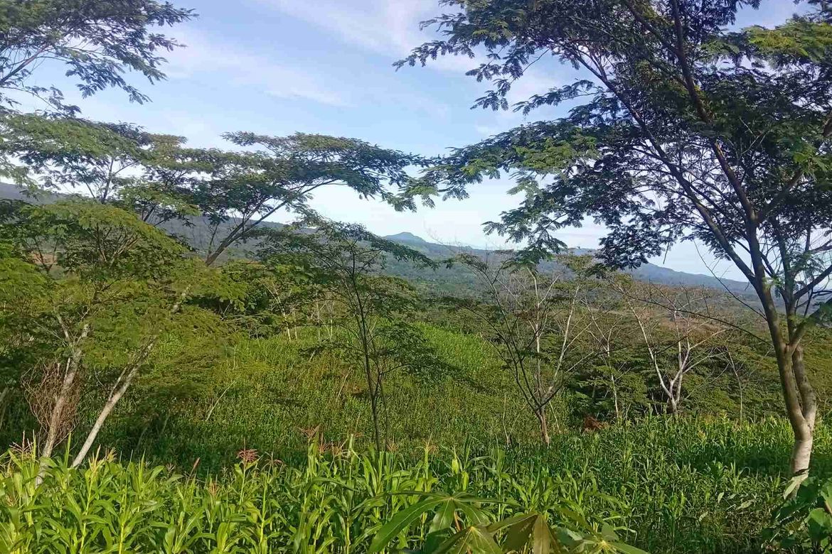 Land for Sale in Tikalaan, Talakag, Bukidnon – photo 6