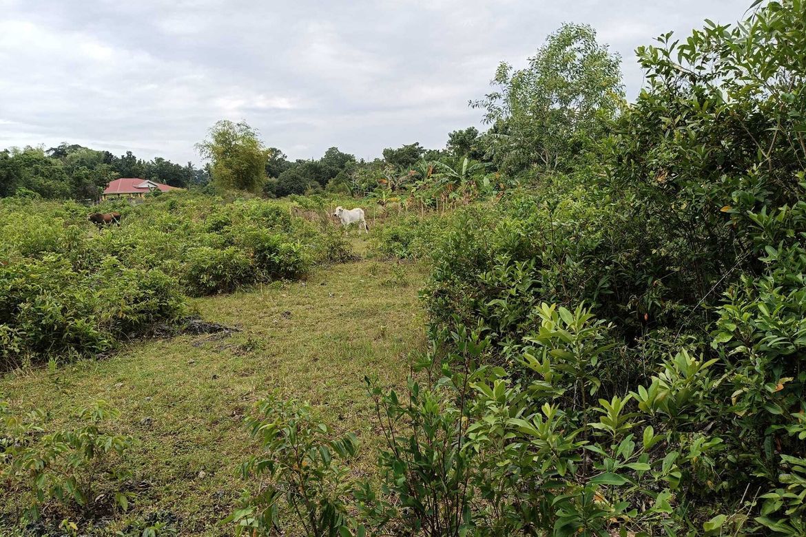 Land for Sale in Tinago, Dauis, Bohol – photo 4