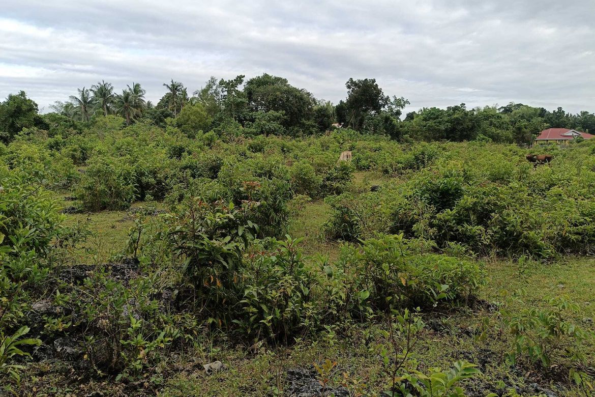 Land for Sale in Tinago, Dauis, Bohol – photo 6