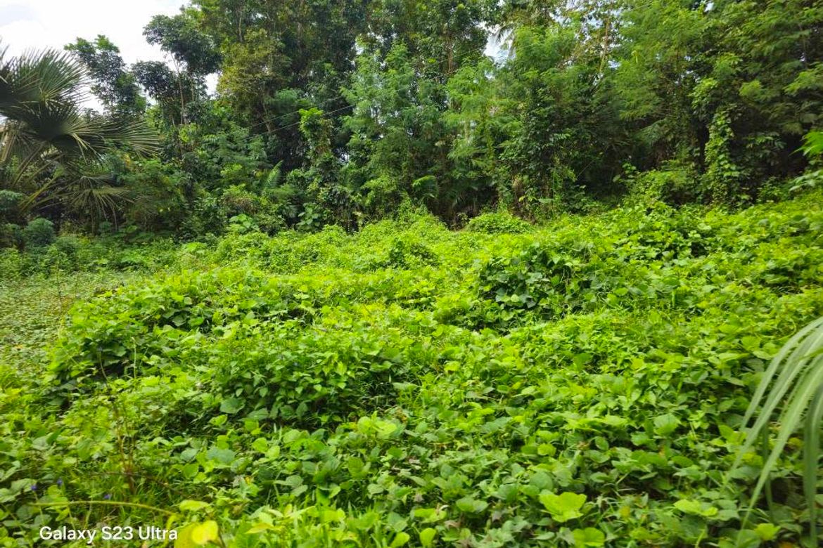 Land for Sale in Tinangnan, Tubigon, Bohol – photo 2