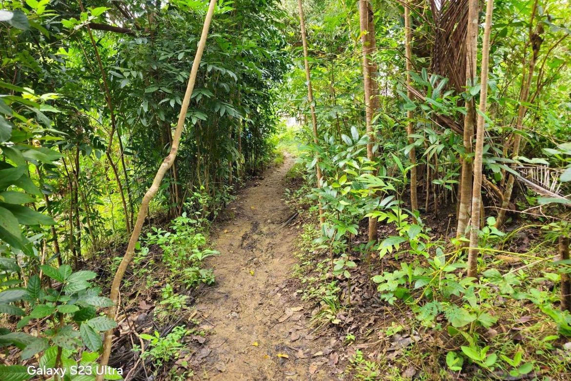 Land for Sale in Tinangnan, Tubigon, Bohol – photo 3
