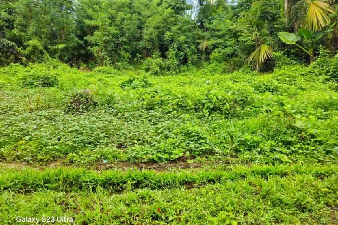 Land for Sale in Tinangnan, Tubigon, Bohol – photo 6
