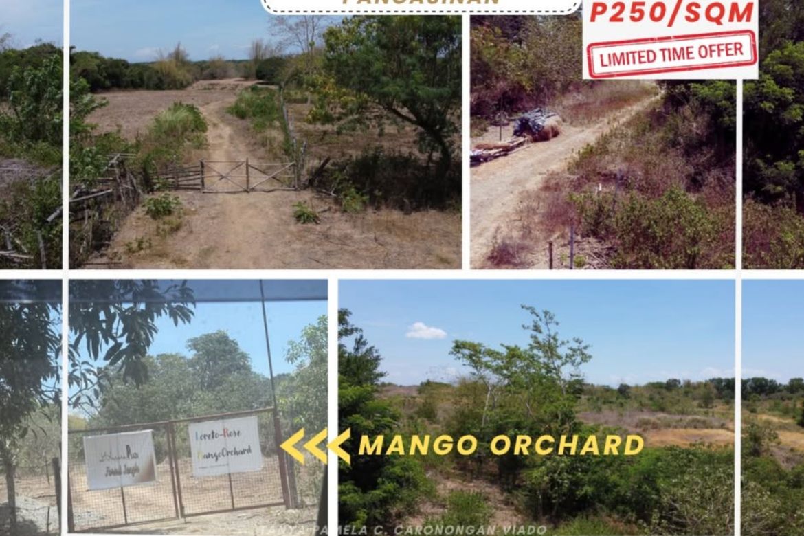 Land for Sale in Tobor, Malasiqui, Pangasinan – photo 4