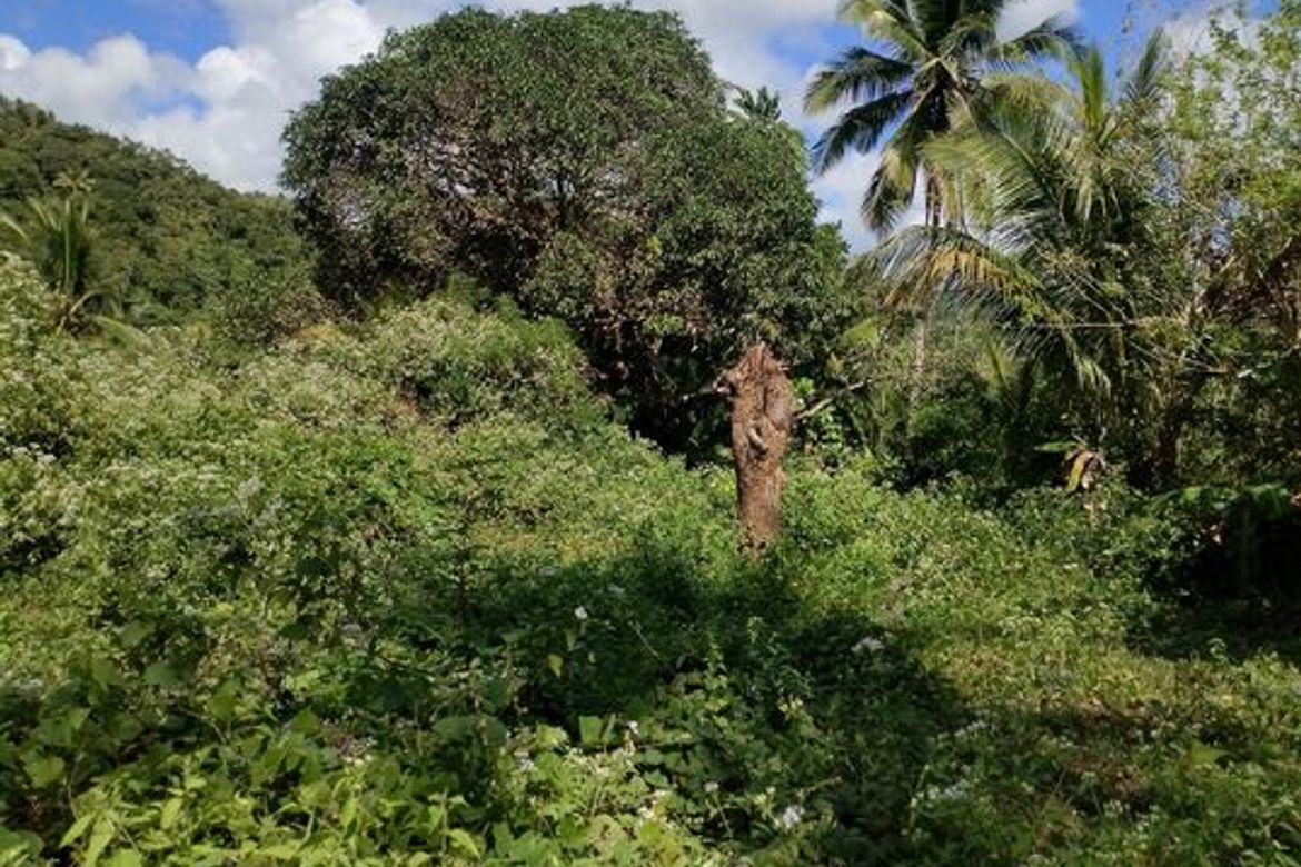 Land for Sale in Togonon, Danao, Cebu – photo 5