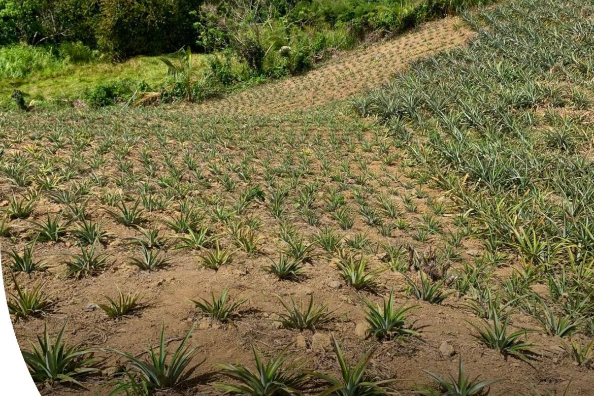 Land for Sale in Tolentino East, Tagaytay, Cavite