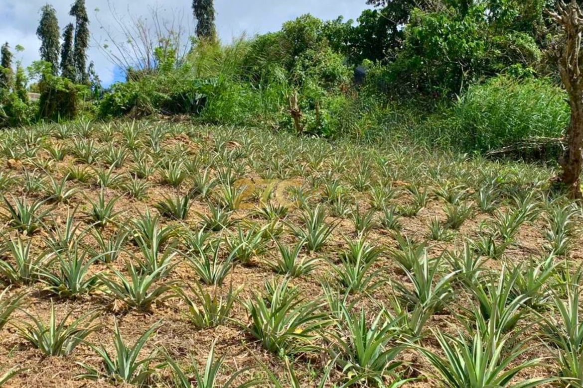 Land for Sale in Tolentino East, Tagaytay, Cavite – photo 4
