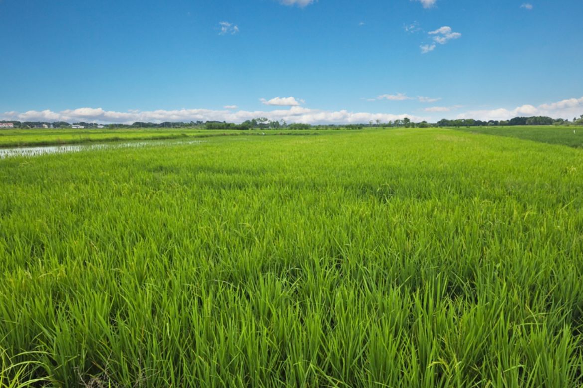 Land for Sale in Tombod, Villasis, Pangasinan