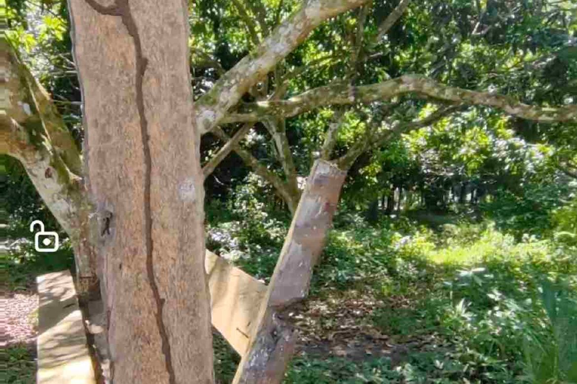 Land for Sale in Toril, Samal, Davao del Norte – photo 5