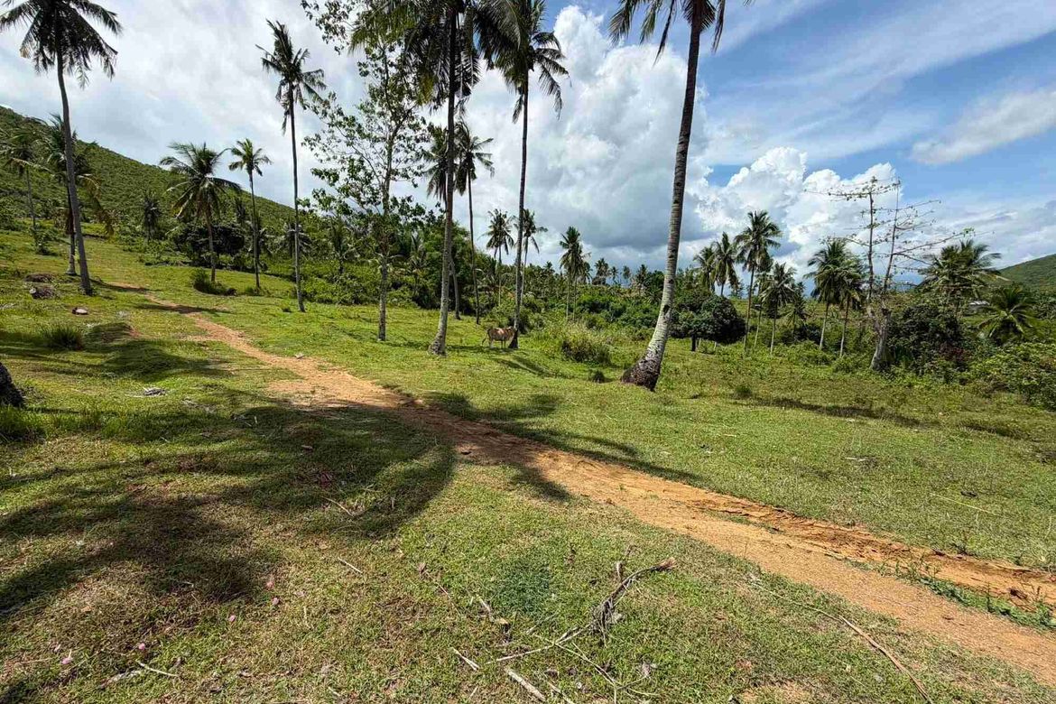 Land for Sale in Tubod-Dugoan, Dumanjug, Cebu – photo 7