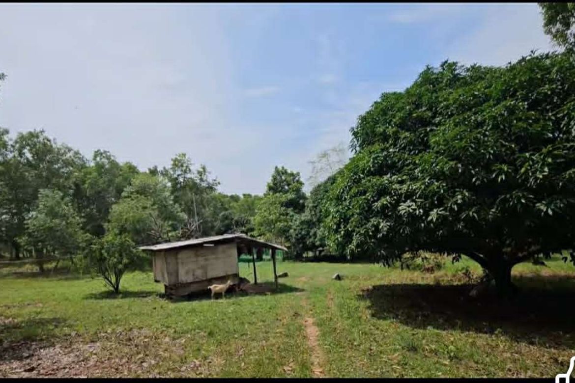 Land for Sale in Tuboran, Ubay, Bohol – photo 2