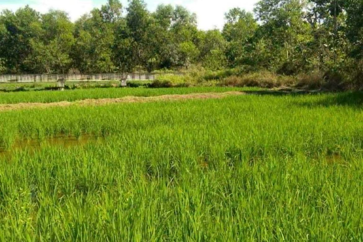 Land for Sale in Tuboran, Ubay, Bohol – photo 6
