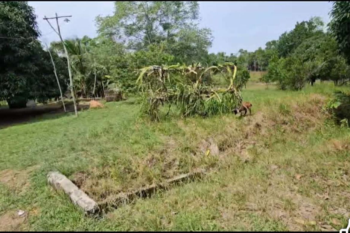 Land for Sale in Tuboran, Ubay, Bohol – photo 8