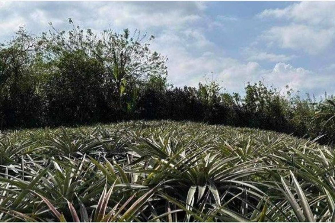 Land for Sale in Tubuan II, Silang, Cavite