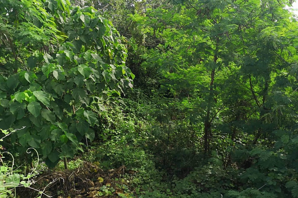 Land for Sale in Tuganay, Carmen, Davao del Norte – photo 5