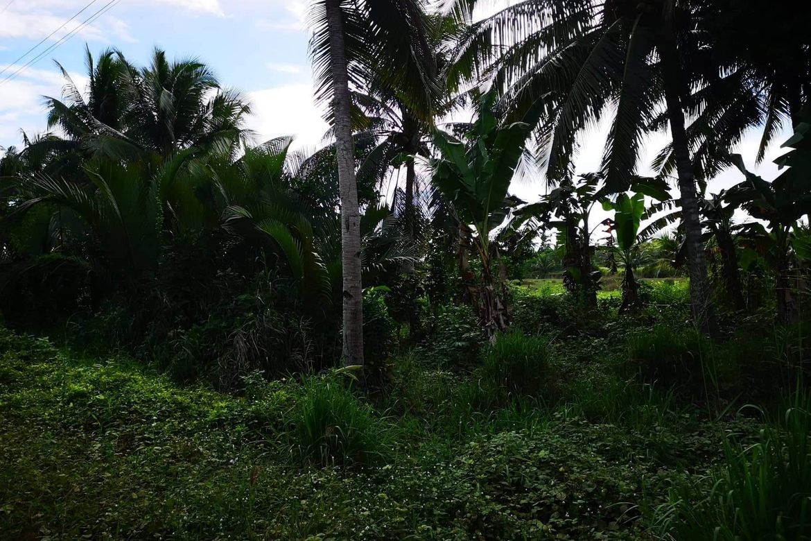Land for Sale in Tuganay, Carmen, Davao del Norte – photo 7