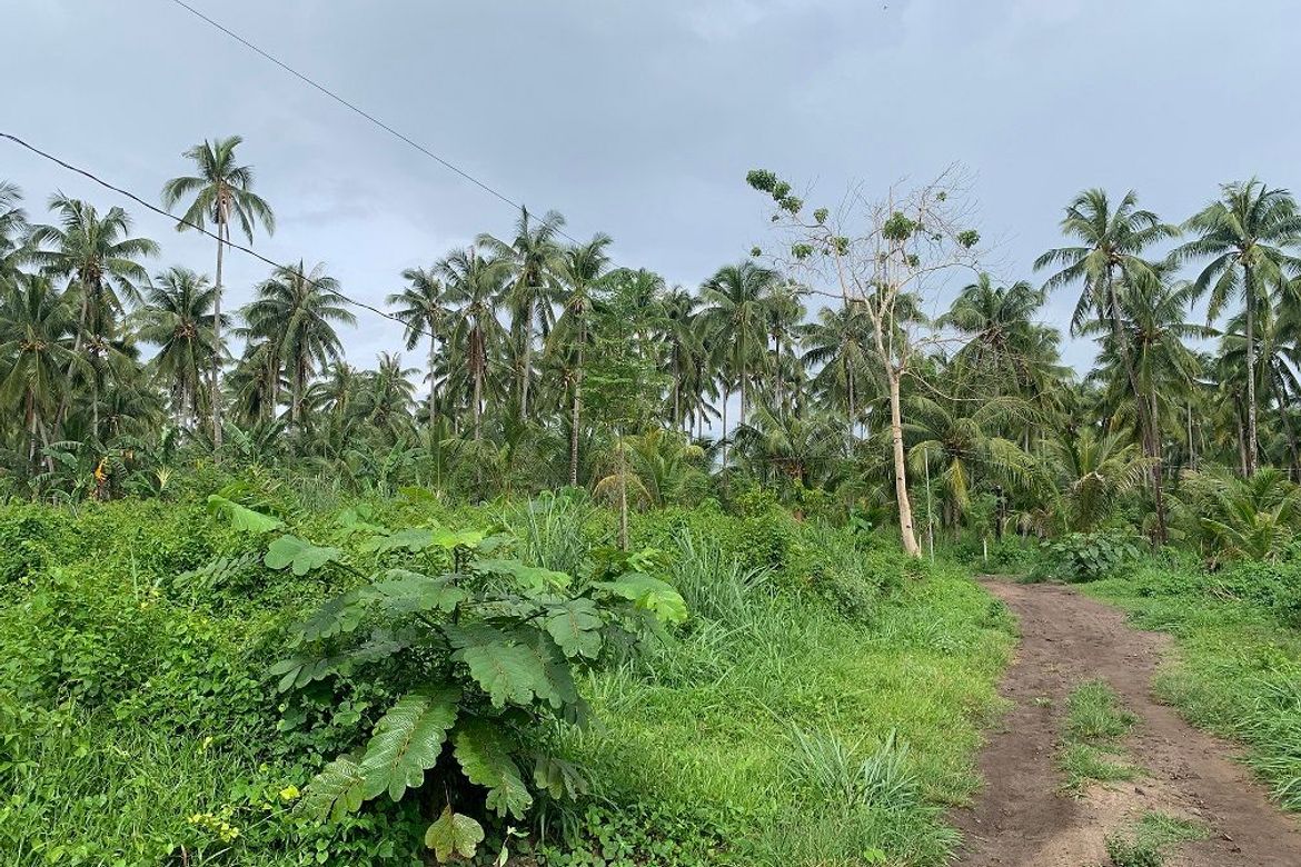 Land for Sale in Tugawe, Dauin, Negros Oriental