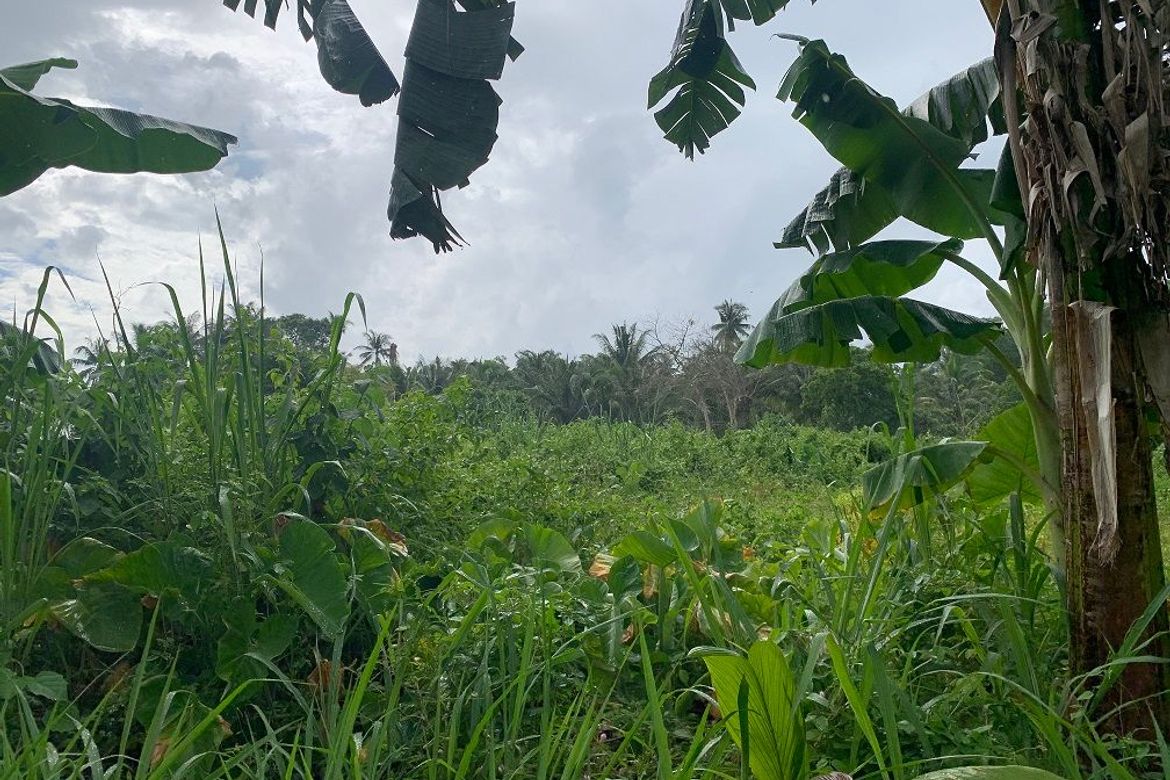 Land for Sale in Tugawe, Dauin, Negros Oriental – photo 3