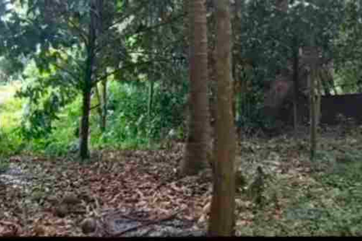 Land for Sale in Tugbok, Davao City, Davao del Sur – photo 3
