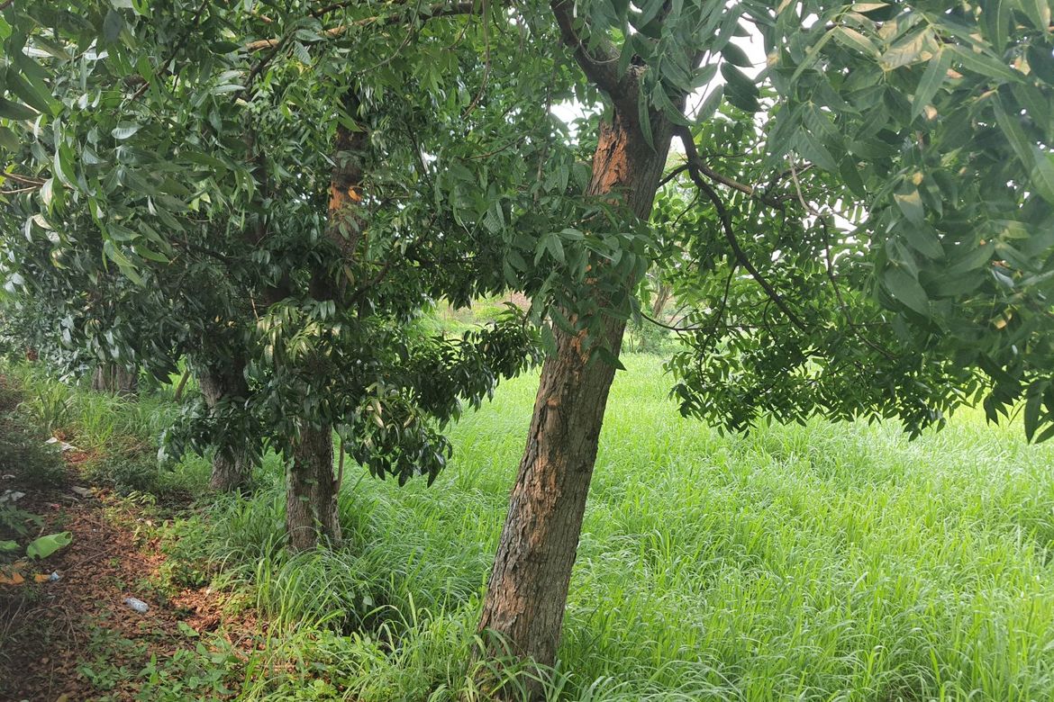 Land for Sale in Tulo, Calamba, Laguna – photo 3