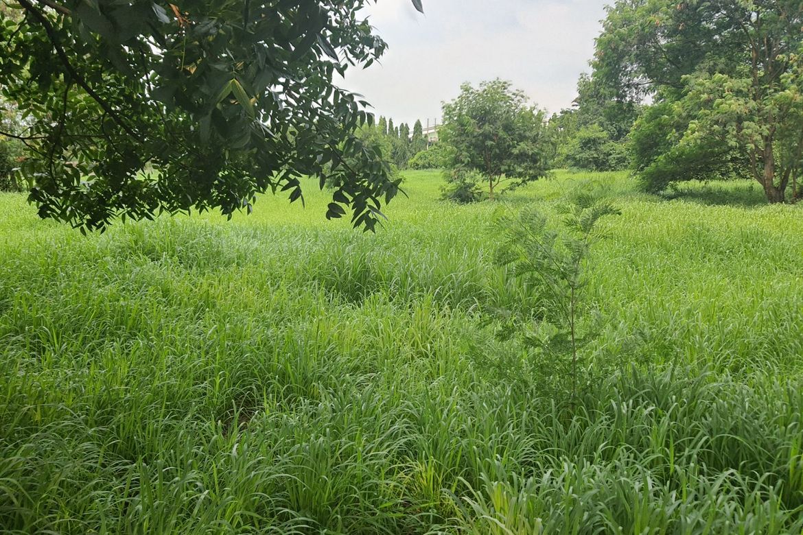 Land for Sale in Tulo, Calamba, Laguna – photo 4