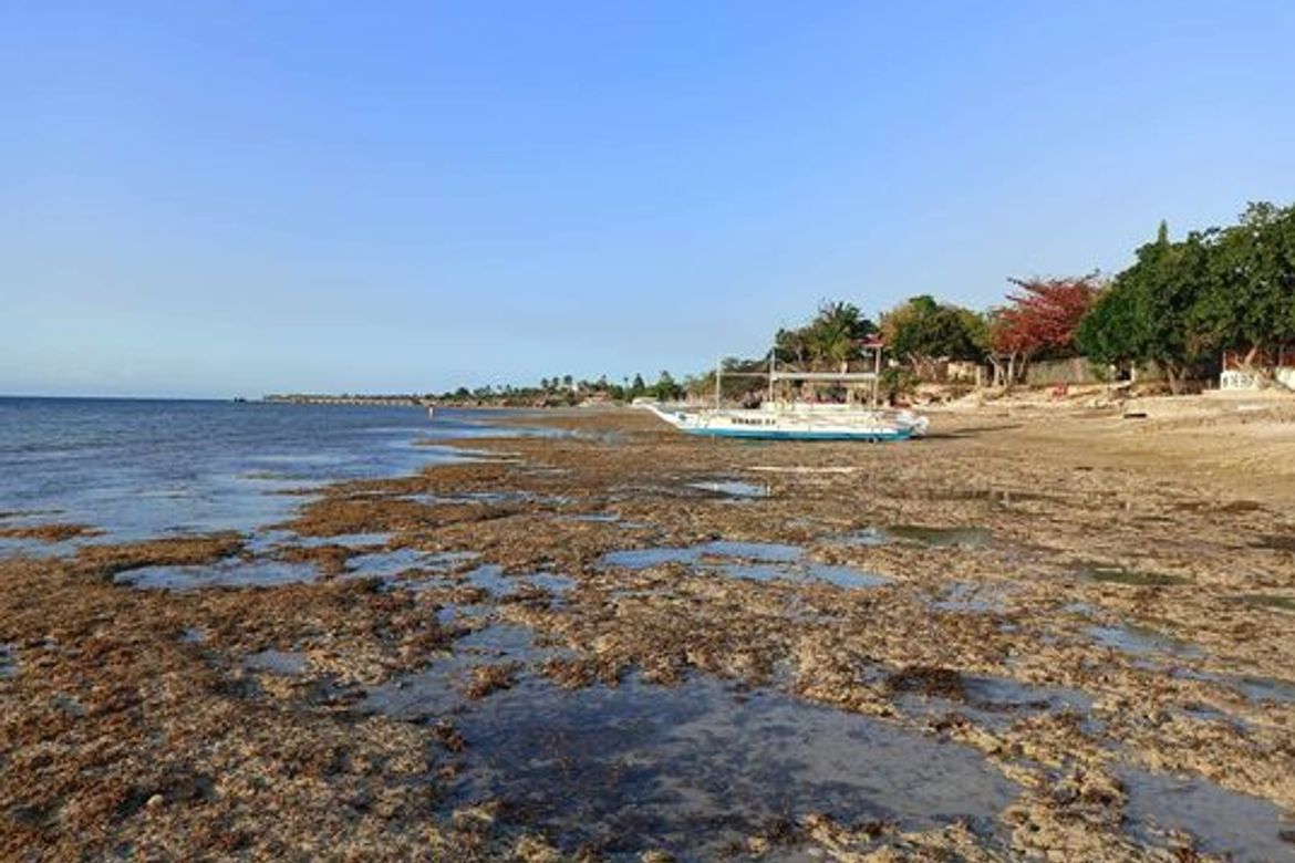 Land for Sale in Tunga, Moalboal, Cebu – photo 3