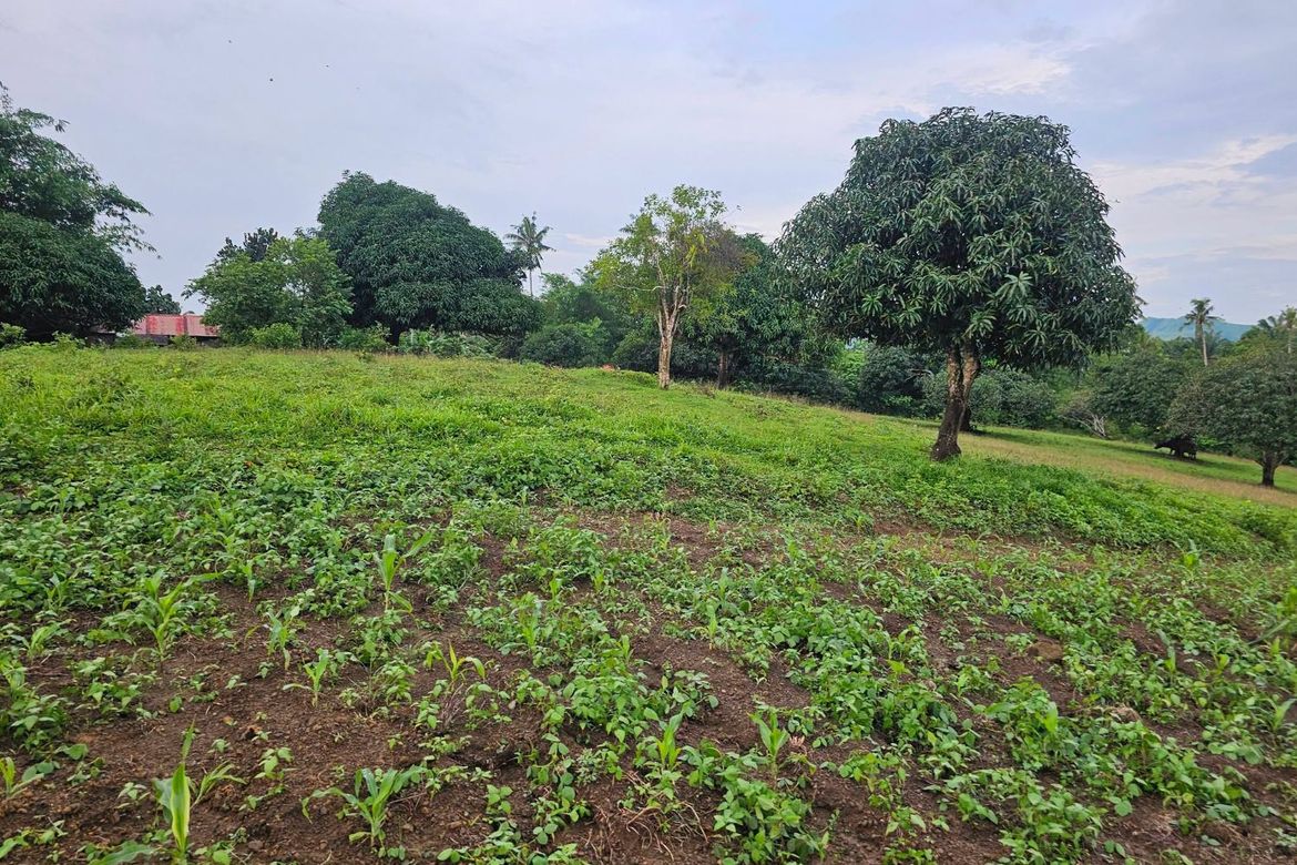 Land for Sale in Ubay, Bohol – photo 2