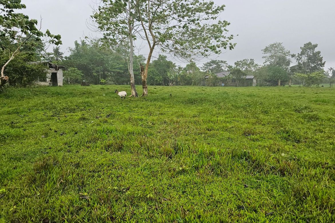 Land for Sale in Ubay, Bohol – photo 4