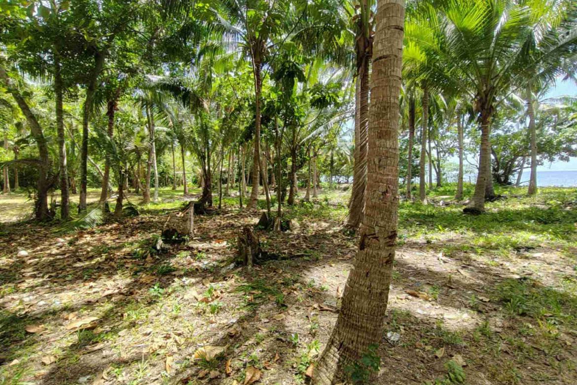 Land for Sale in Ubo, Balud, Masbate – photo 3