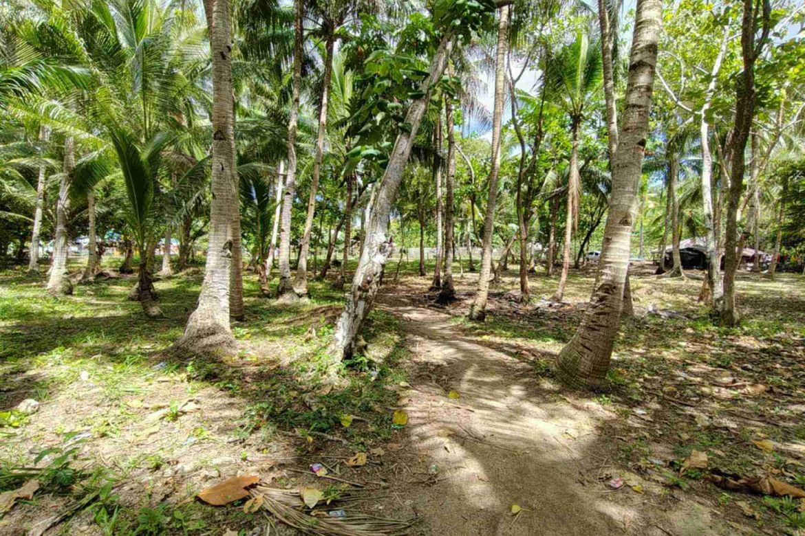 Land for Sale in Ubo, Balud, Masbate – photo 4
