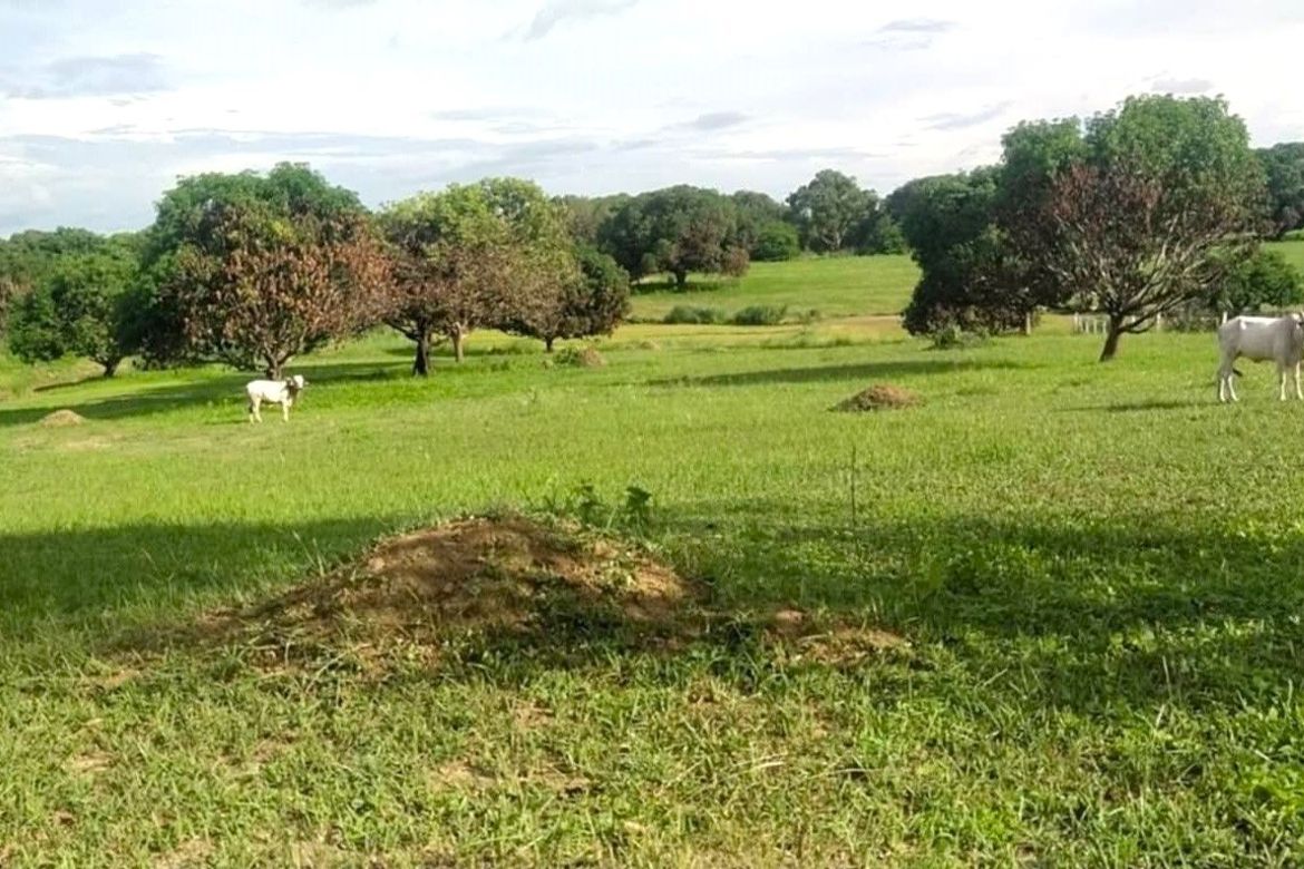 Land for Sale in Unzad, Villasis, Pangasinan – photo 4