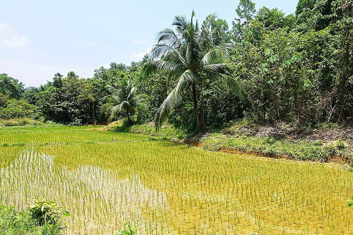 Land for Sale in Villa Libertad, El Nido, Palawan – photo 3