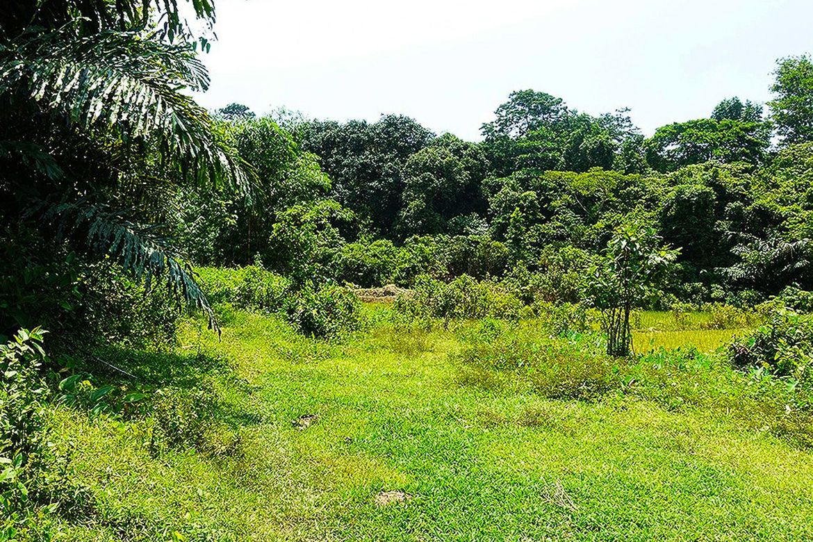 Land for Sale in Villa Libertad, El Nido, Palawan – photo 5