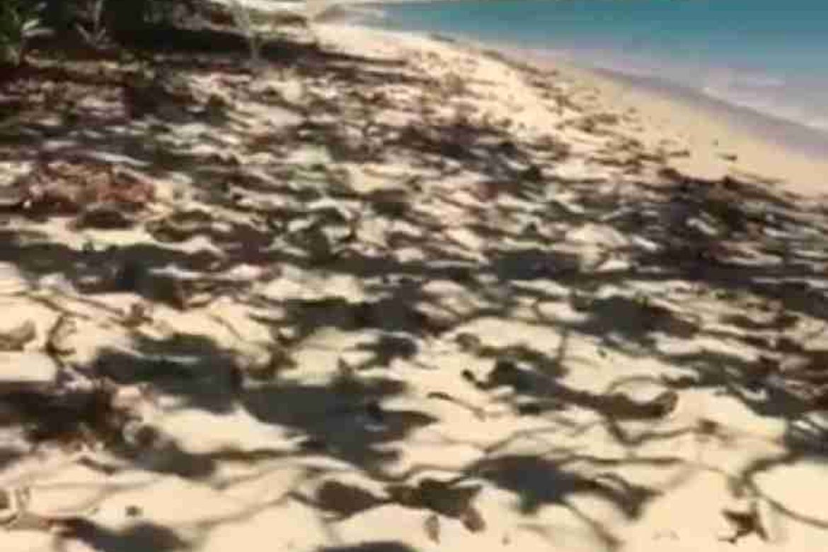 Land for Sale in Villa Libertad, El Nido, Palawan