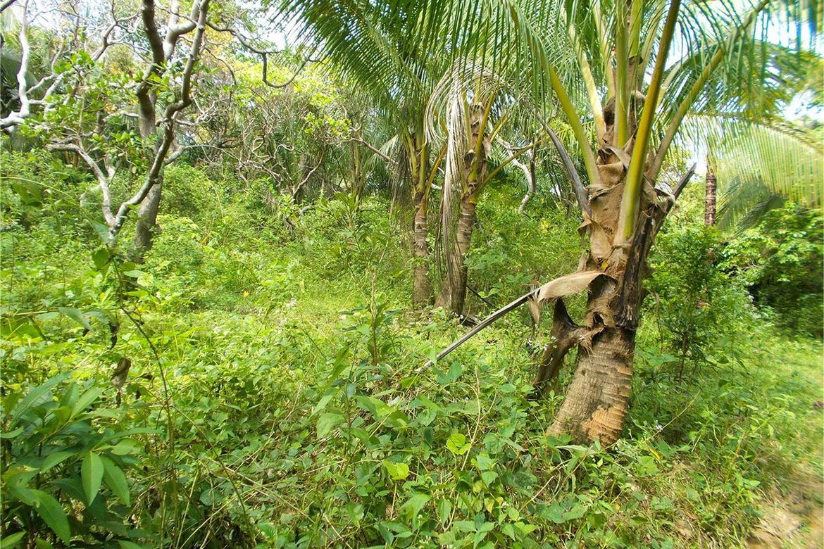 Land for Sale in Villa Paz, El Nido, Palawan – photo 5