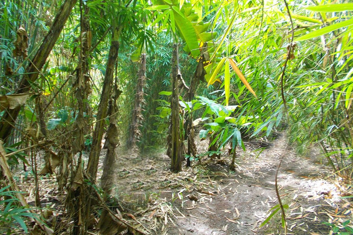 Land for Sale in Villa Paz, El Nido, Palawan – photo 6