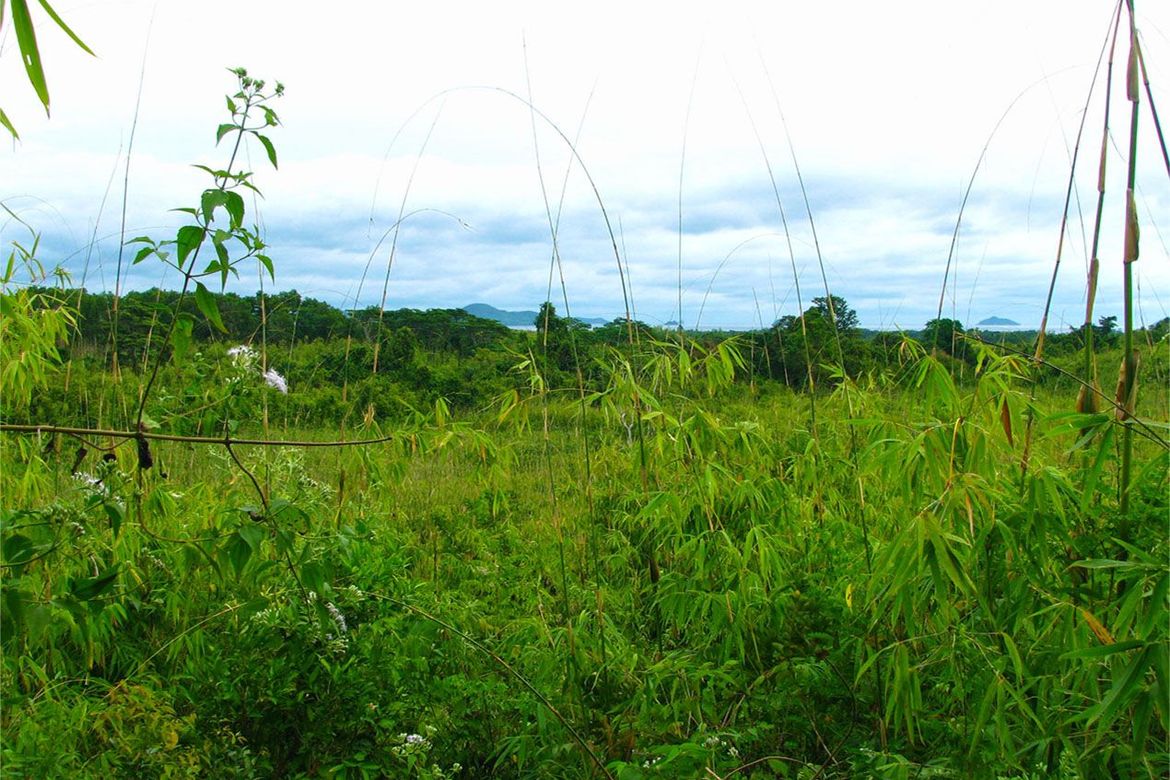 Land for Sale in Villa Paz, El Nido, Palawan – photo 8