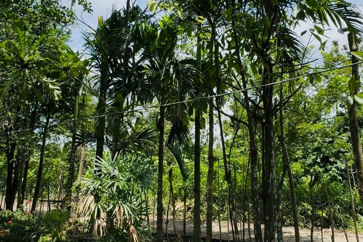 Land for Sale in Villahermosa, Daraga, Albay – photo 3