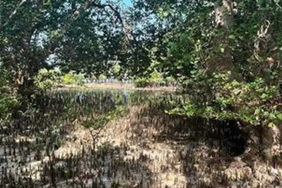 Land for Sale in Villahermosa, Tabuelan, Cebu – photo 6