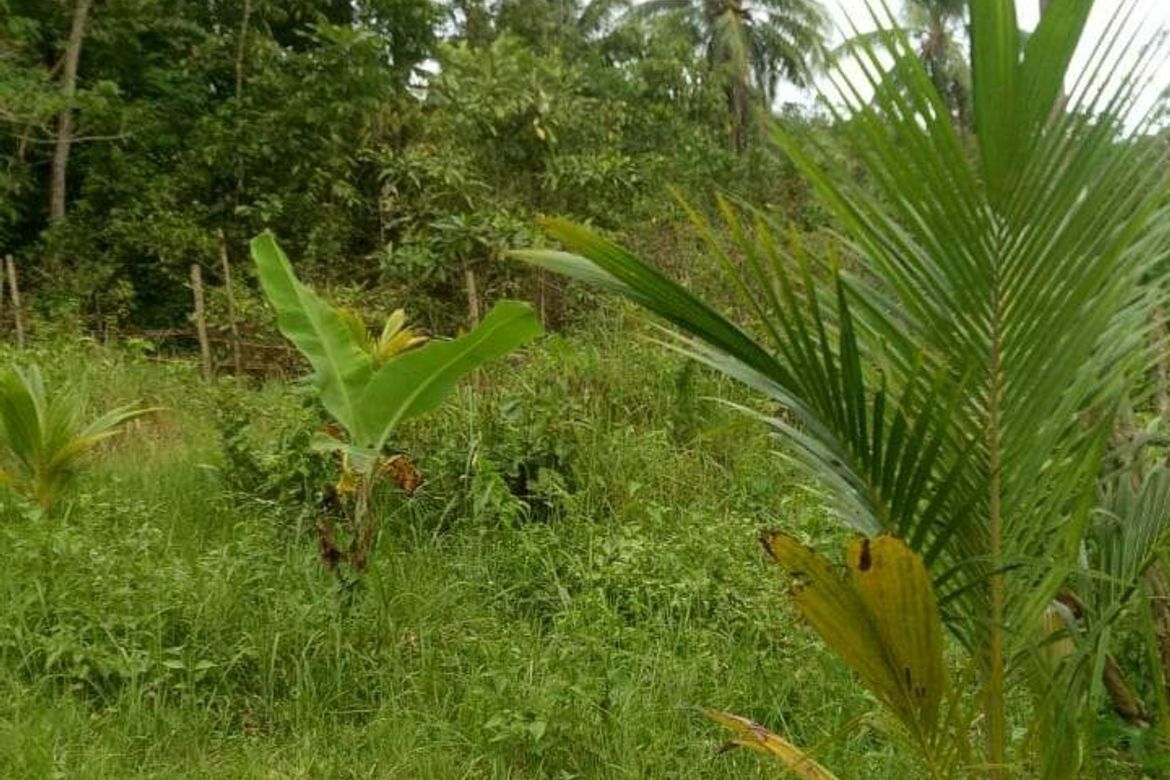 Land for Sale in Villahermosa, Tabuelan, Cebu – photo 2