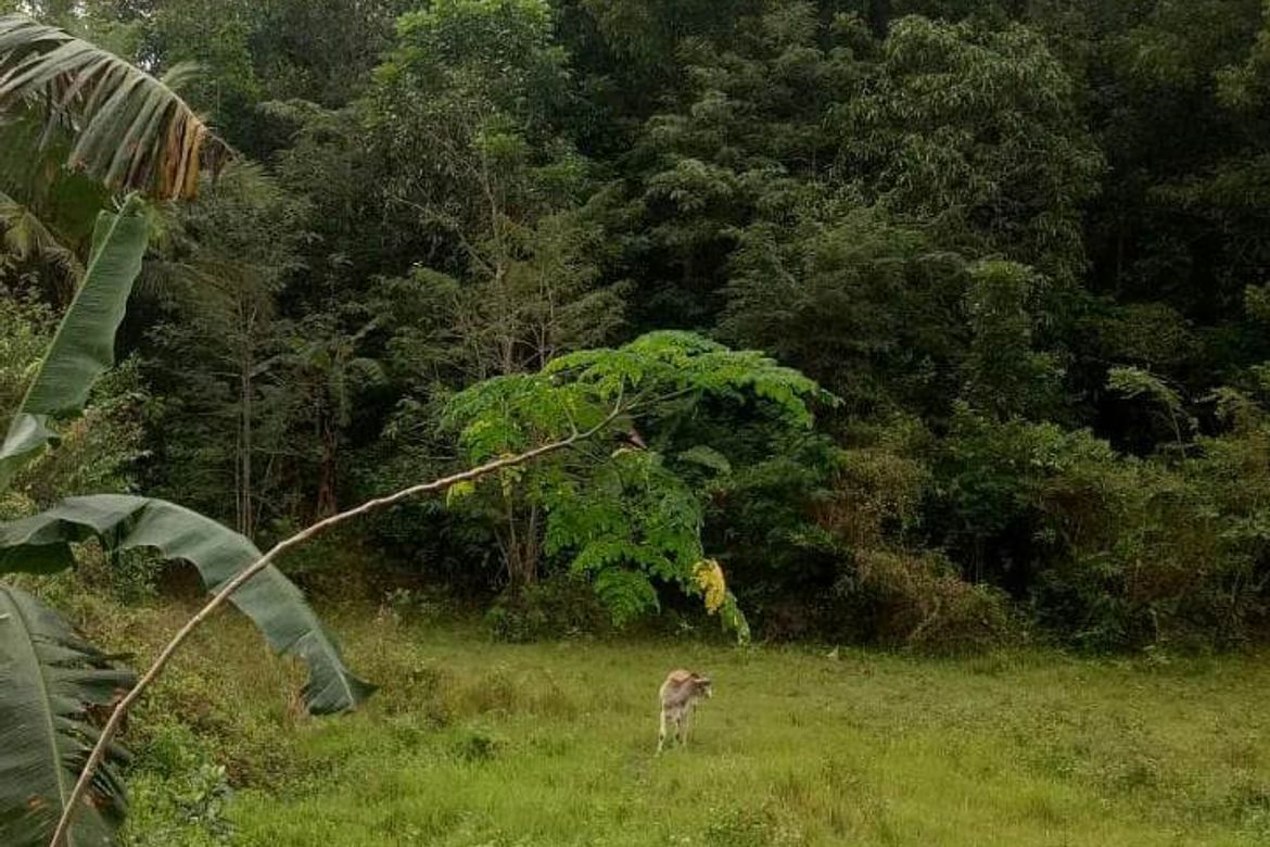 Land for Sale in Villahermosa, Tabuelan, Cebu – photo 4