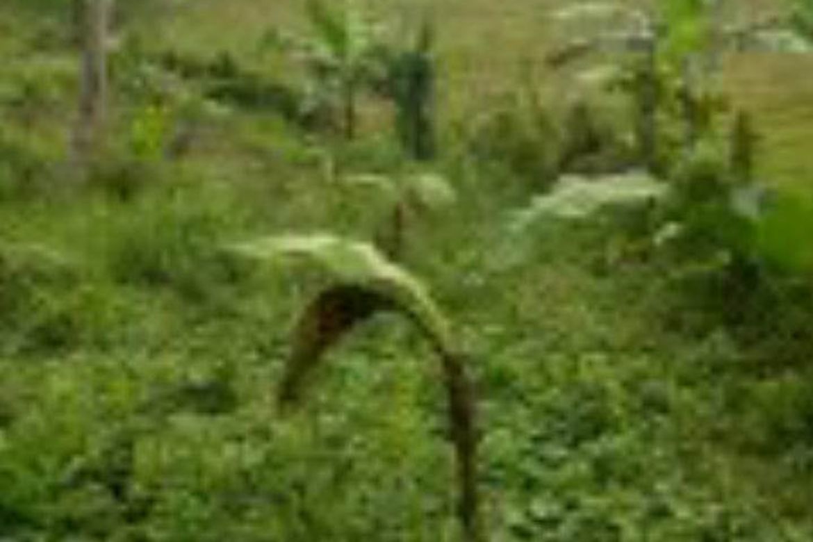 Land for Sale in Villahermosa, Tabuelan, Cebu – photo 6