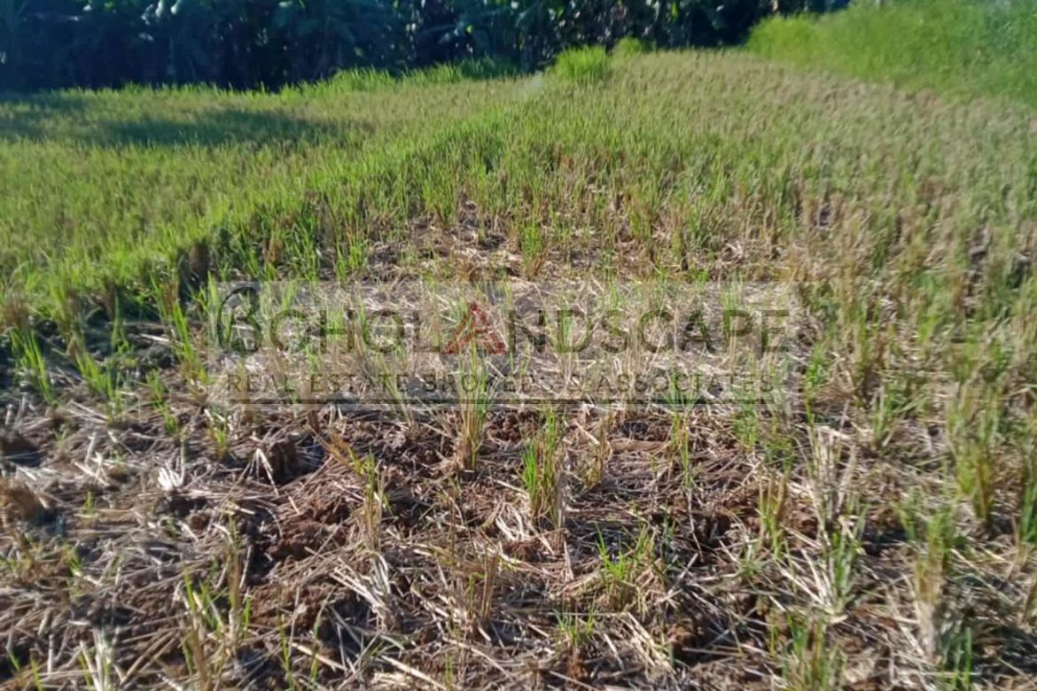 Land for Sale in Villarcayo, Carmen, Bohol – photo 2