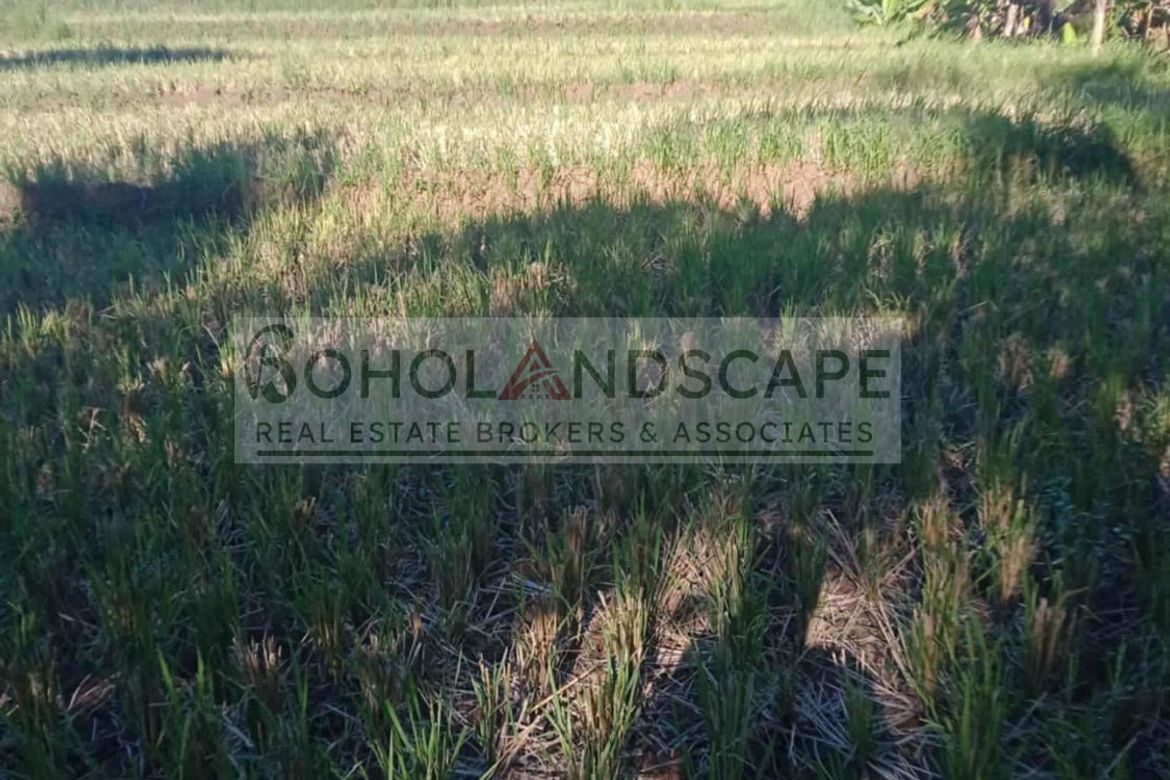 Land for Sale in Villarcayo, Carmen, Bohol – photo 4