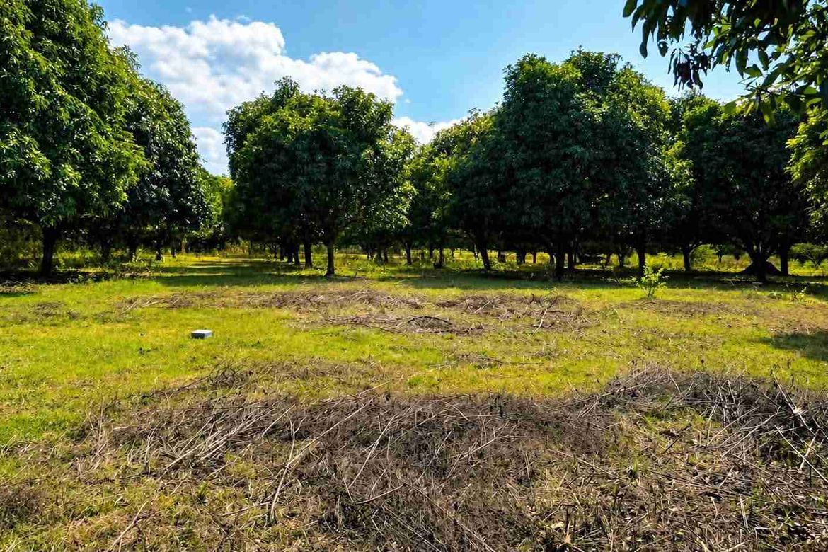 Land for Sale in Zone 5 Poblacion, Iba, Zambales – photo 4