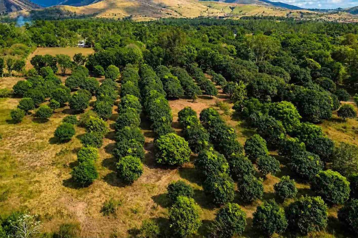 Land for Sale in Zone 5 Poblacion, Iba, Zambales – photo 6