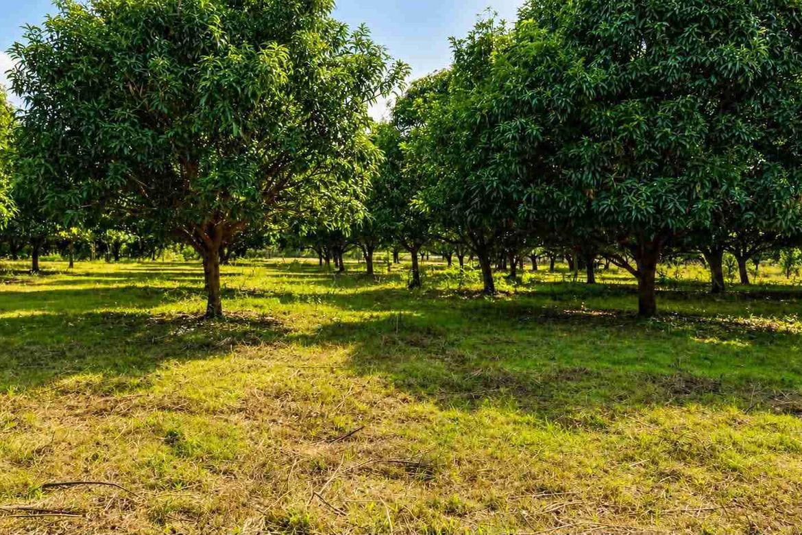 Land for Sale in Zone 5 Poblacion, Iba, Zambales – photo 7